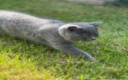 British Shorthair cats for sale: British shorthair  - Image 19