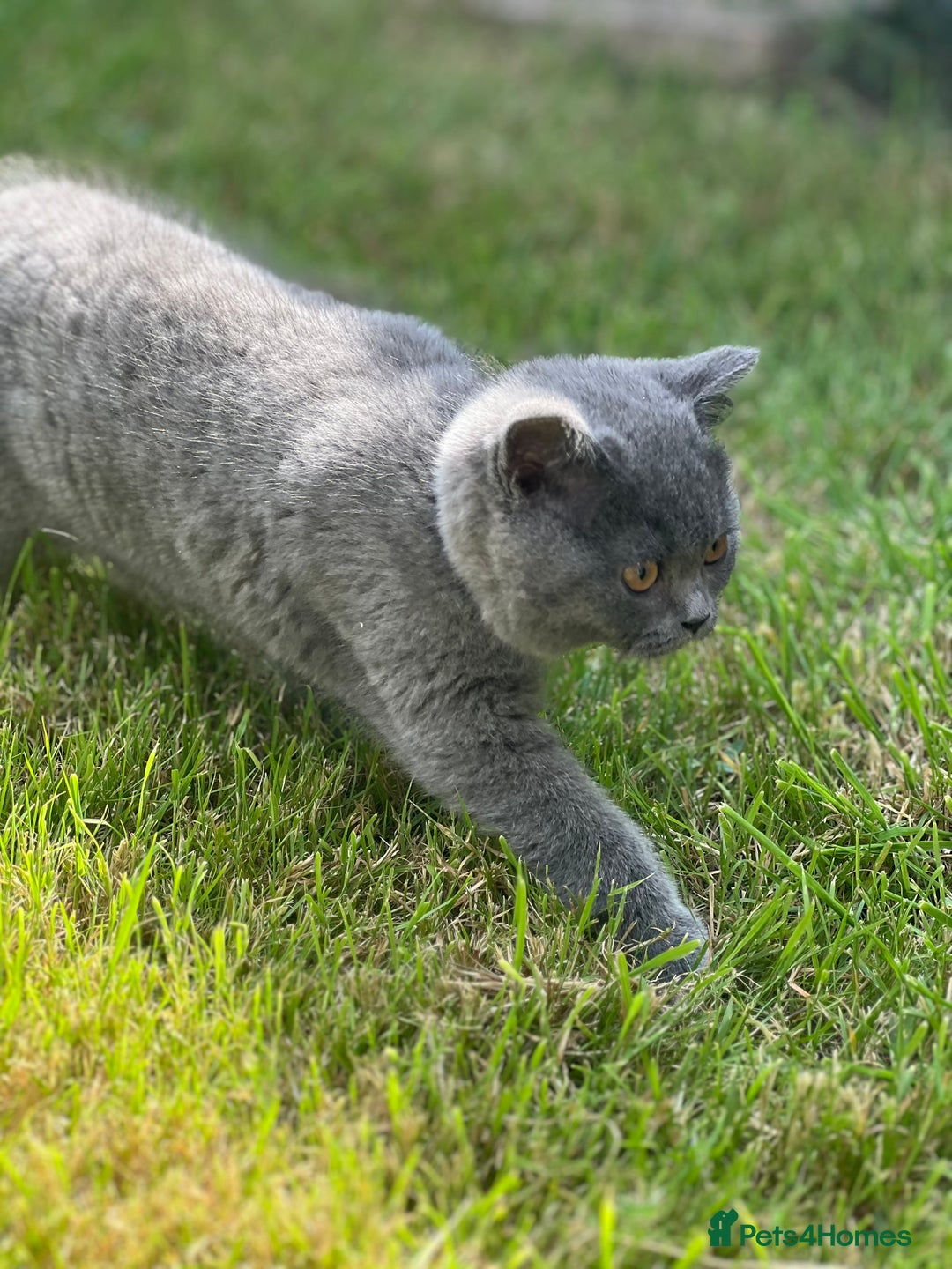 British Shorthair cats for sale: British shorthair  - Image 19