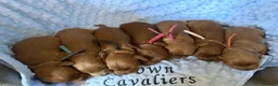 Cavapoo dogs for sale: F1 RED CAVAPOOS HEALTH TESTED KC PARENTS LICENSED  - Advert 19
