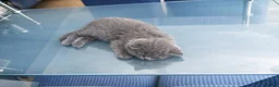 British Shorthair cats for sale: *Ready to leave in 1 week* Blue BSH GCCF Kittens  - Advert 16
