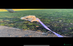 Miniature Dachshund dogs for sale: 2 Beautiful cream dachshunds  - Image 7