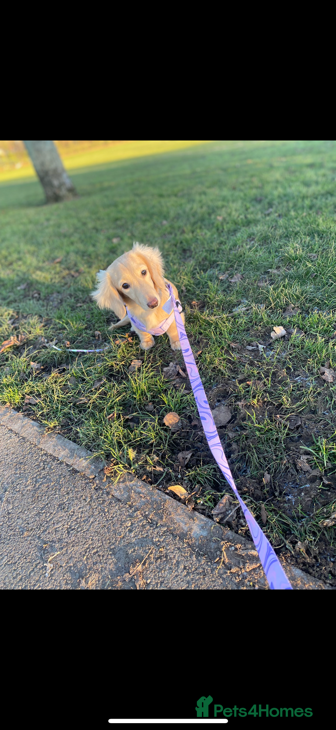 Miniature Dachshund dogs for sale: 2 Beautiful cream dachshunds  - Image 7