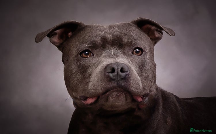 Staffordshire Bull Terrier dogs - Advert 5