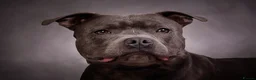 Staffordshire Bull Terrier dogs for stud: Mr Charming Teddy  - Advert 1