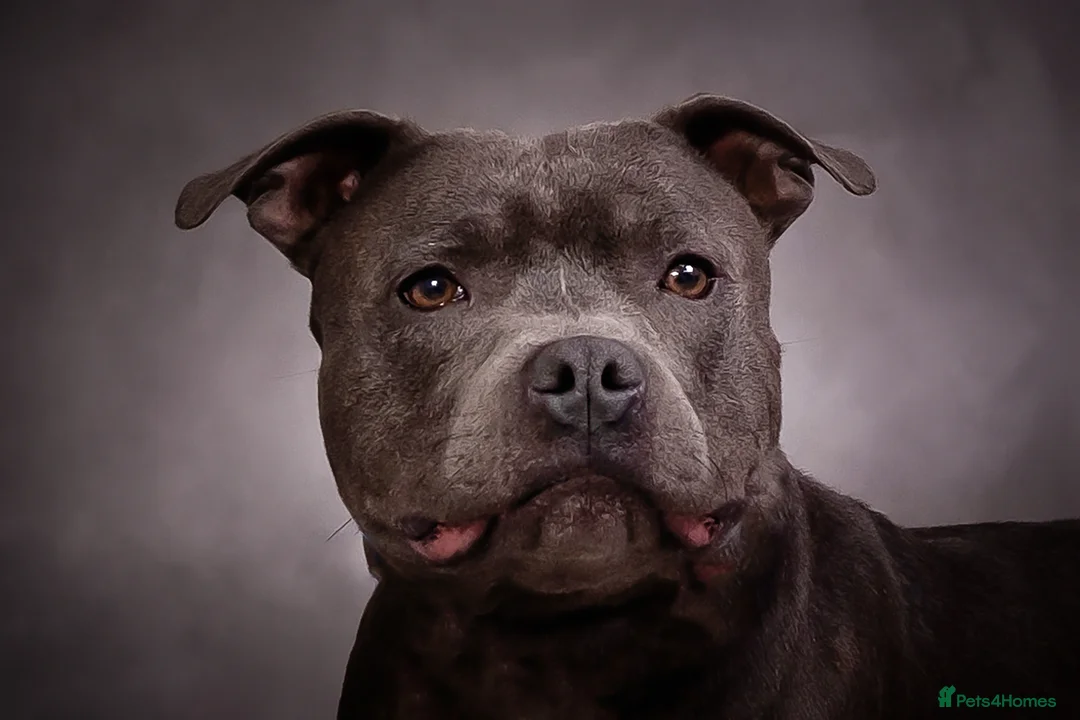 Staffordshire Bull Terrier dogs for stud: Mr Charming Teddy  - Advert 1
