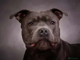 Staffordshire Bull Terrier dogs Mr Charming Teddy - Advert 6