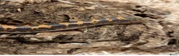 Boa Snake reptiles for sale: Beautiful, Juvenile, Captive-Bred Kenyan Sand Boas - Advert 7