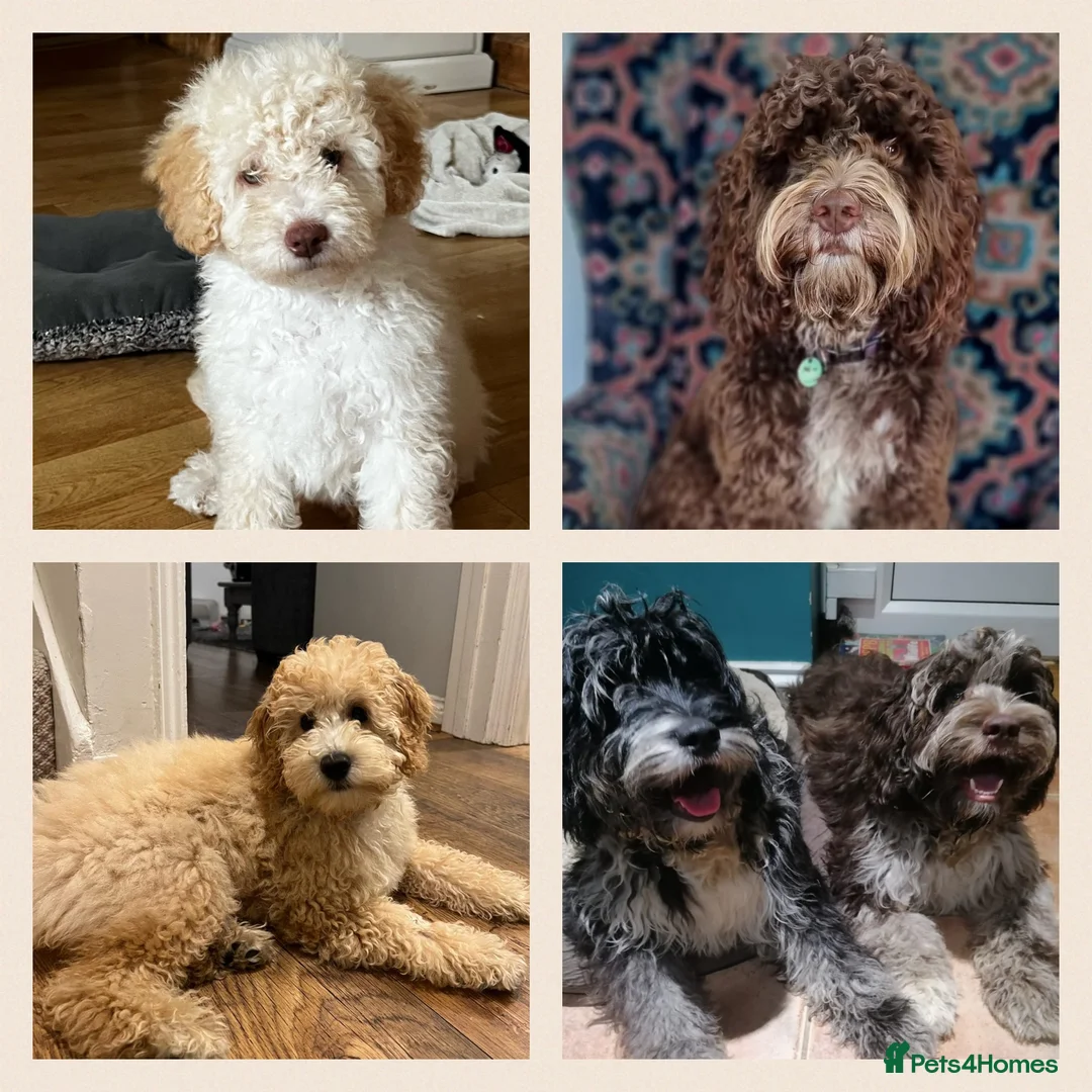 Miniature Poodle dogs for stud: Chocolate Merle Miniature Poodle Fully DNA Tested in Radstock - Advert 36