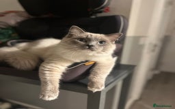 Ragdoll cats for sale: Ragdoll kittens can hold for Christmas 🎅🏼  - Image 5
