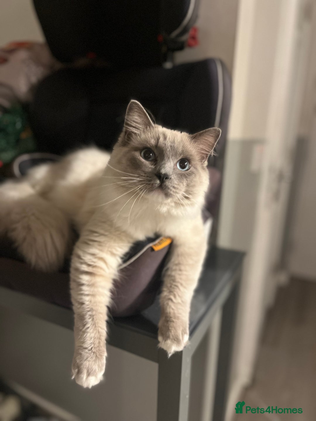 Ragdoll cats for sale: Ragdoll kittens can hold for Christmas 🎅🏼  - Image 5