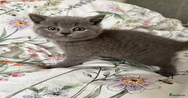 British Shorthair cats - Advert 16