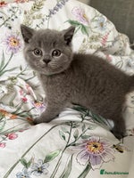 British Shorthair cats - Advert 16