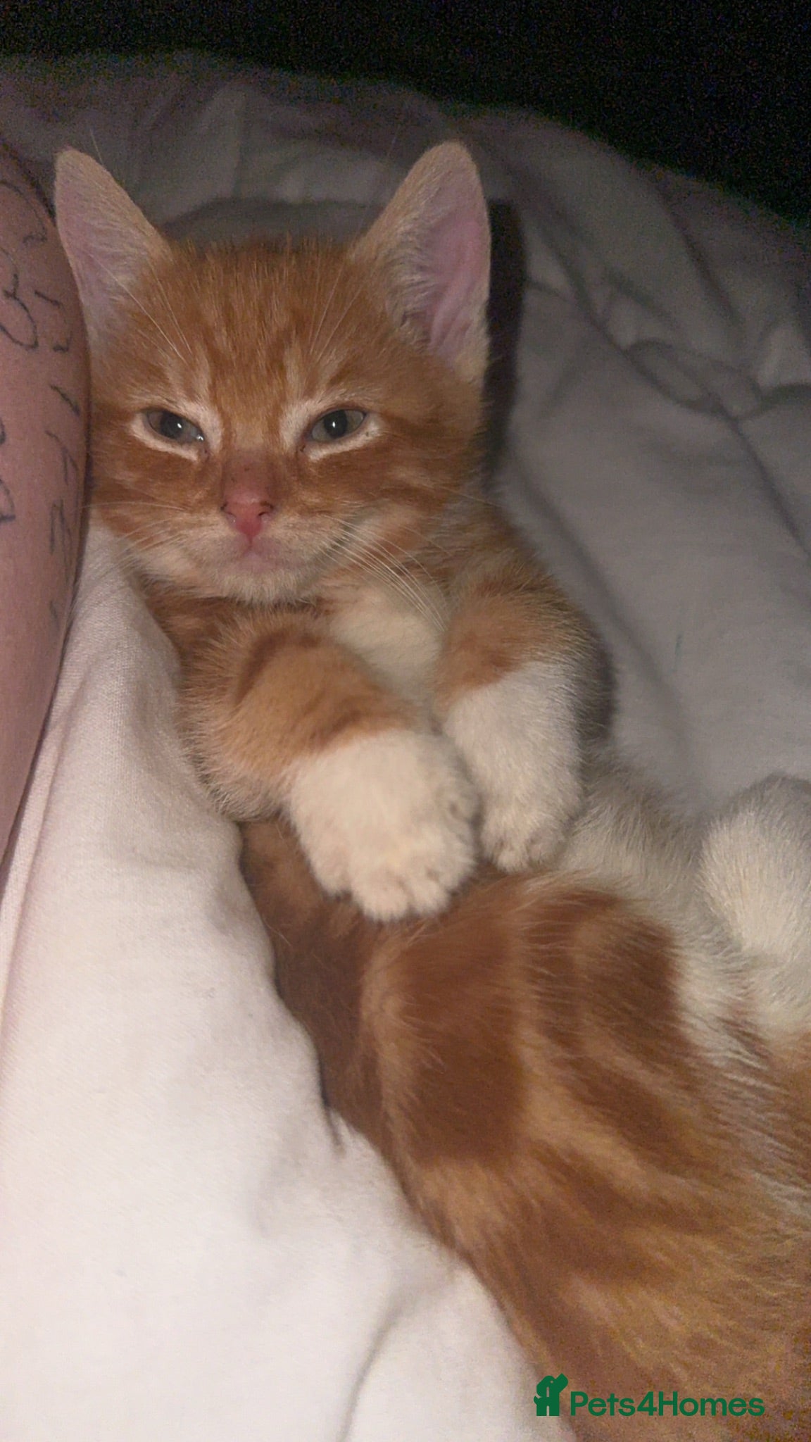 Mixed Breed cats Punkin is looking for a new home  - Advert 1