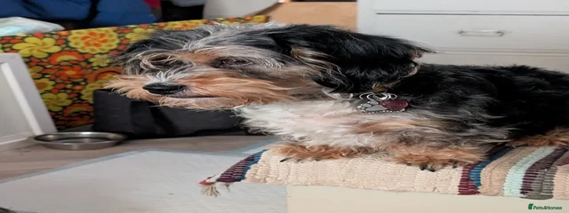 Doris 