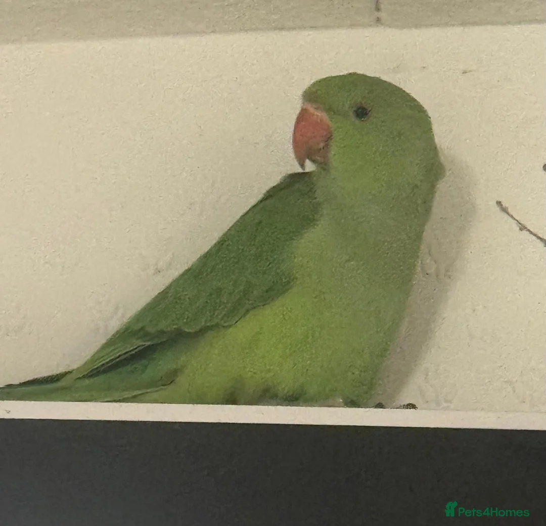 Ringnecks birds for sale: White Ringneck Parrot  - Advert 3