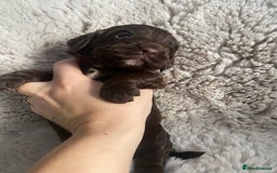 Sprocker dogs for sale: Sprocker puppies  - Advert 9