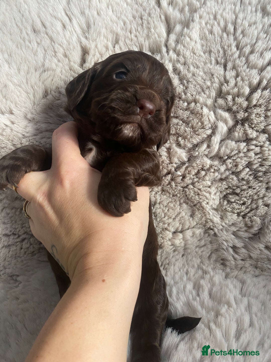 Sprocker dogs for sale: Sprocker puppies  - Advert 9