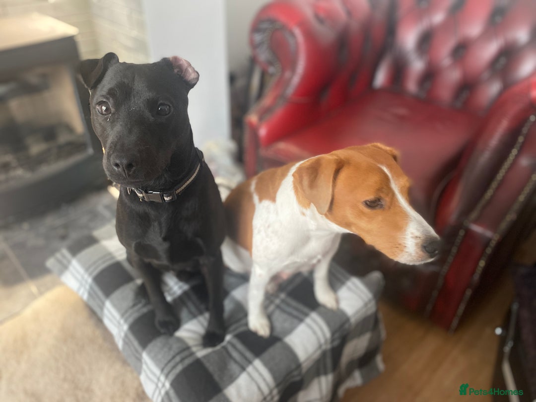 Mixed Breed dogs for sale: Plummer x Patterdale puppies  - Advert 4