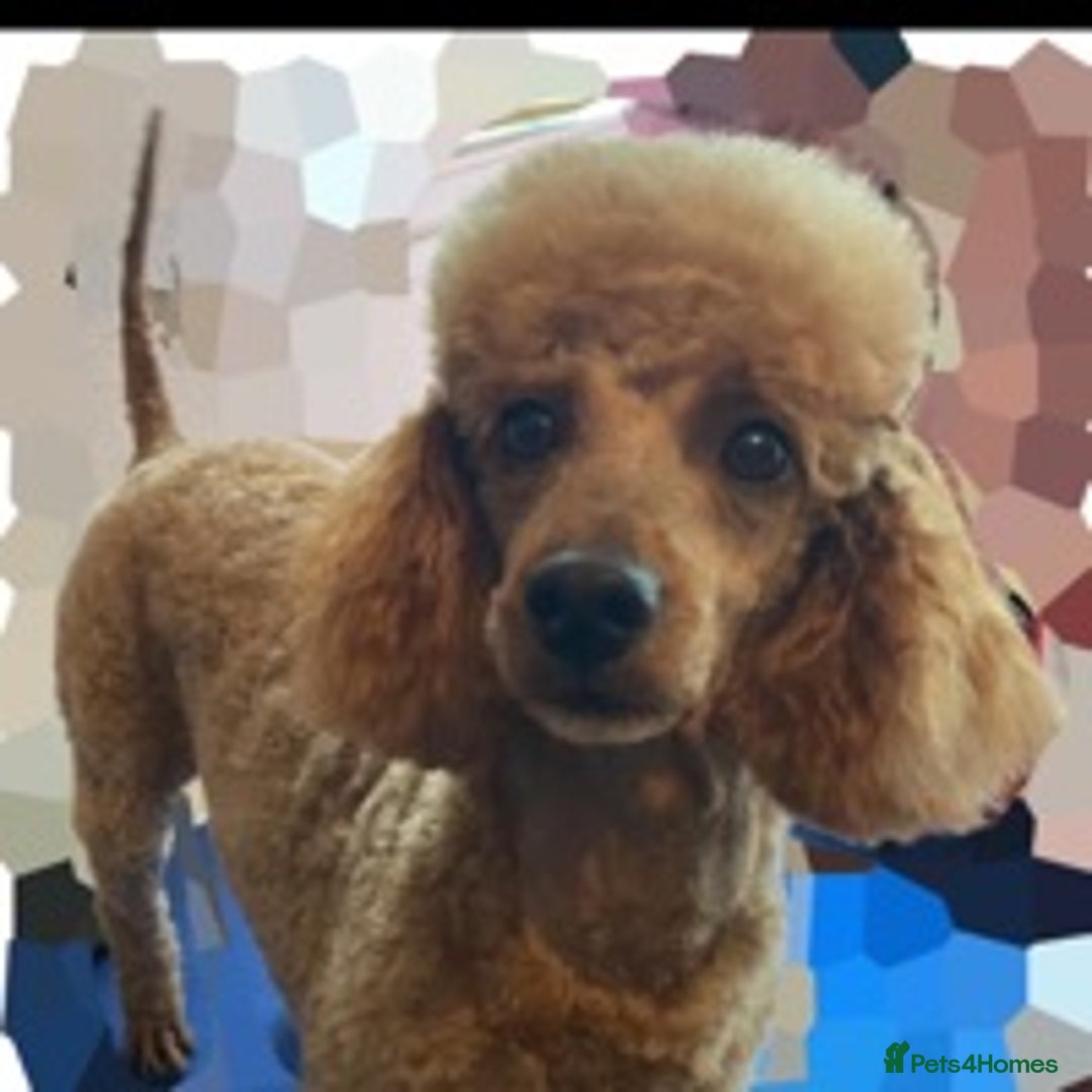 Miniature Poodle dogs for stud: fully DNA tested clear kc miniature poodle stud in Robertsbridge - Advert 3