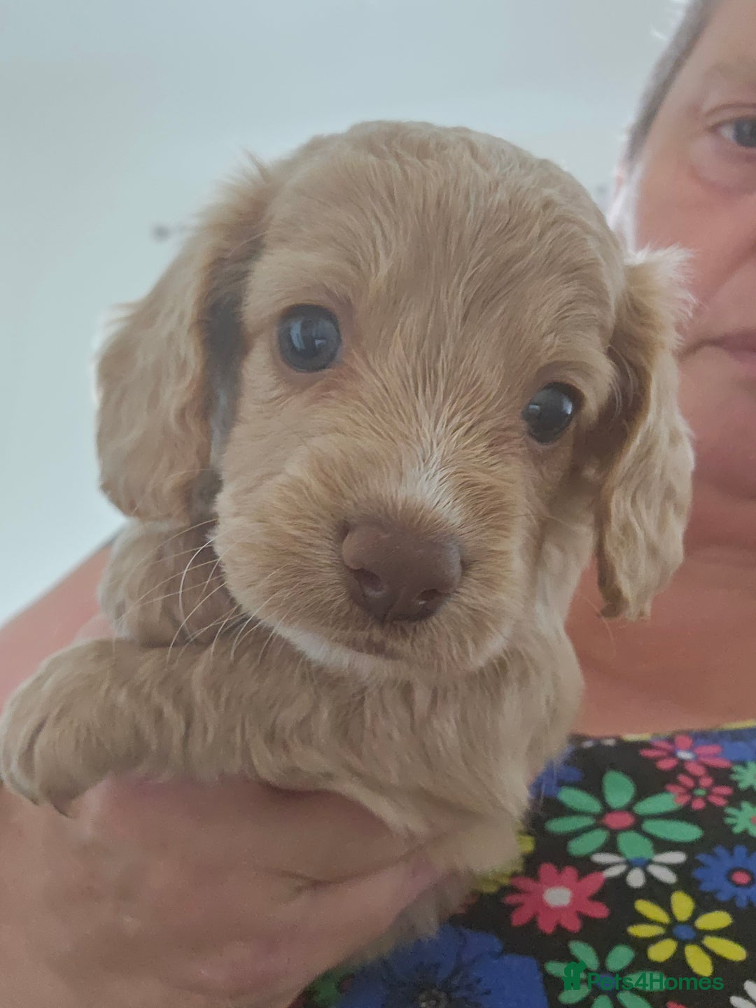 Cockapoo dogs for sale: Cockapoo puppoes - Image 8