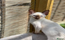 Siamese cats for sale: 😻 Top Quality All Colours Siamese Kittens.  - Image 6