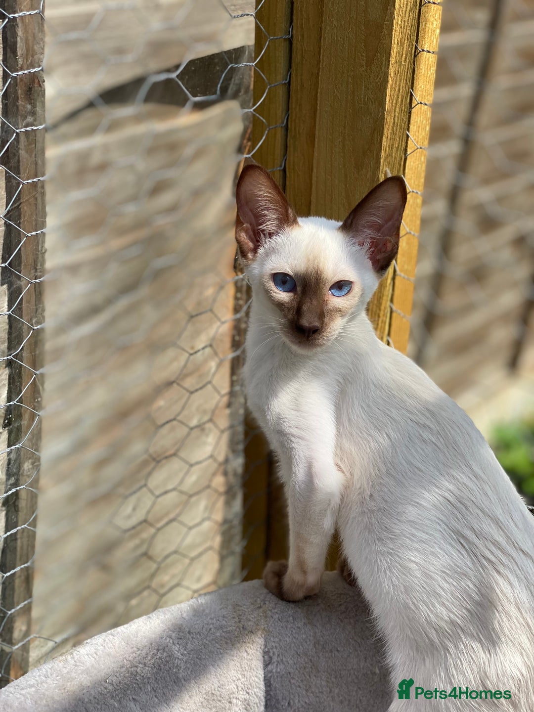 Siamese cats for sale: 😻 Top Quality All Colours Siamese Kittens.  - Image 6