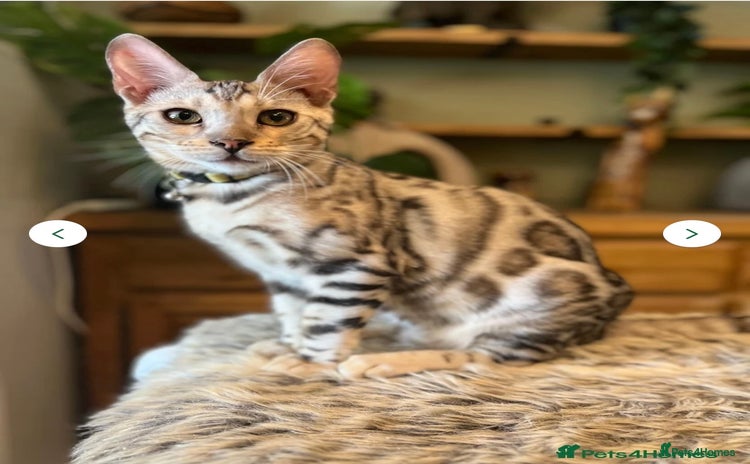Bengal cats - Advert 3