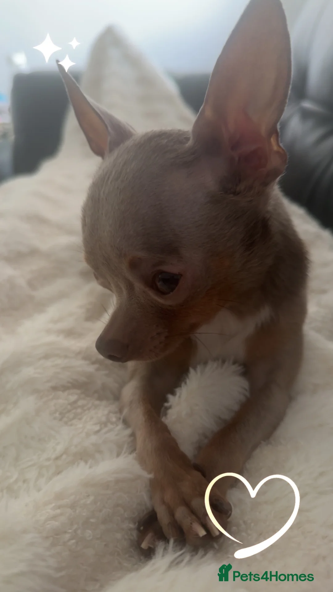 Chihuahua dogs for sale: Mhari Lilac Chihuahua  in Edinburgh - Advert 5