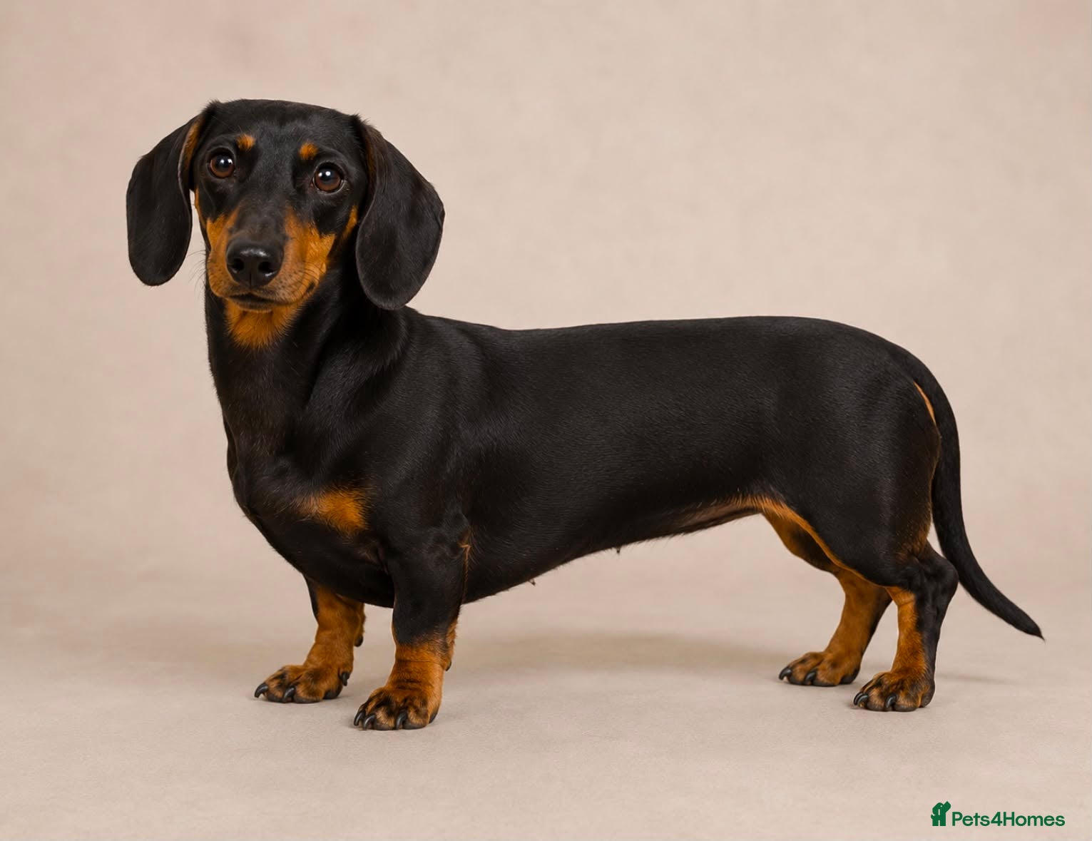 Miniature Dachshund dogs Stunning KC Registered Miniature Dachshund Puppies - Advert 2