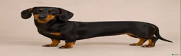 Miniature Dachshund dogs for sale: Stunning KC Registered Miniature Dachshund Puppies - Advert 2