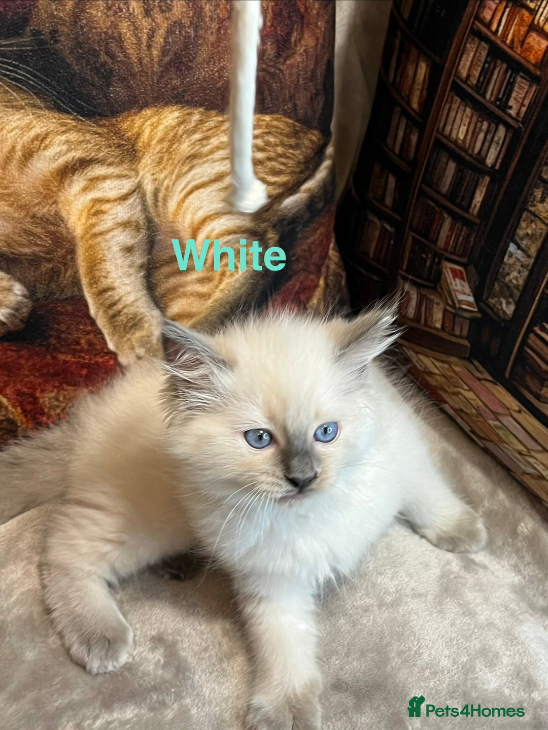 Ragdoll cats for sale: ❤️Amazing Pure Ragdoll Girls Waiting Loving Family - Advert 22