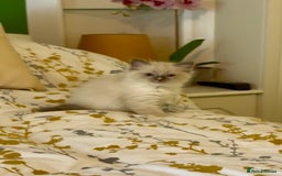 Ragdoll cats for sale: Stunning Ragdoll Males - Image 9