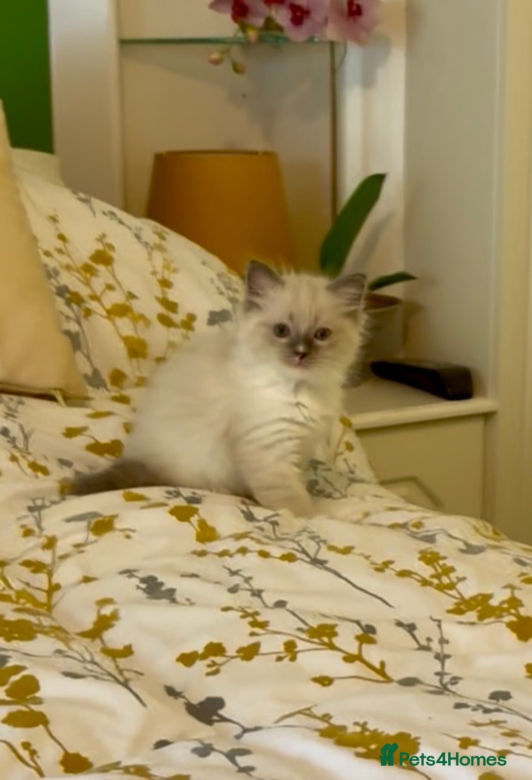 Ragdoll cats for sale: Stunning Ragdoll Males - Image 9