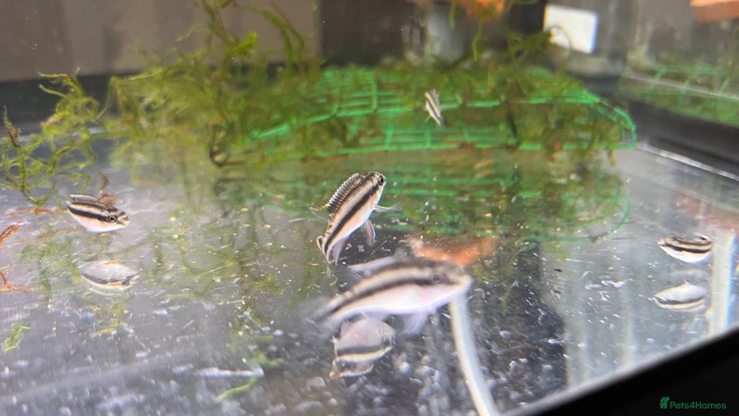 Cichlids fish for sale: Kribensis cichlid  - Image 3