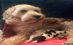 Cockapoo dogs for sale: Toy Cockapoo Boys  - Image 3