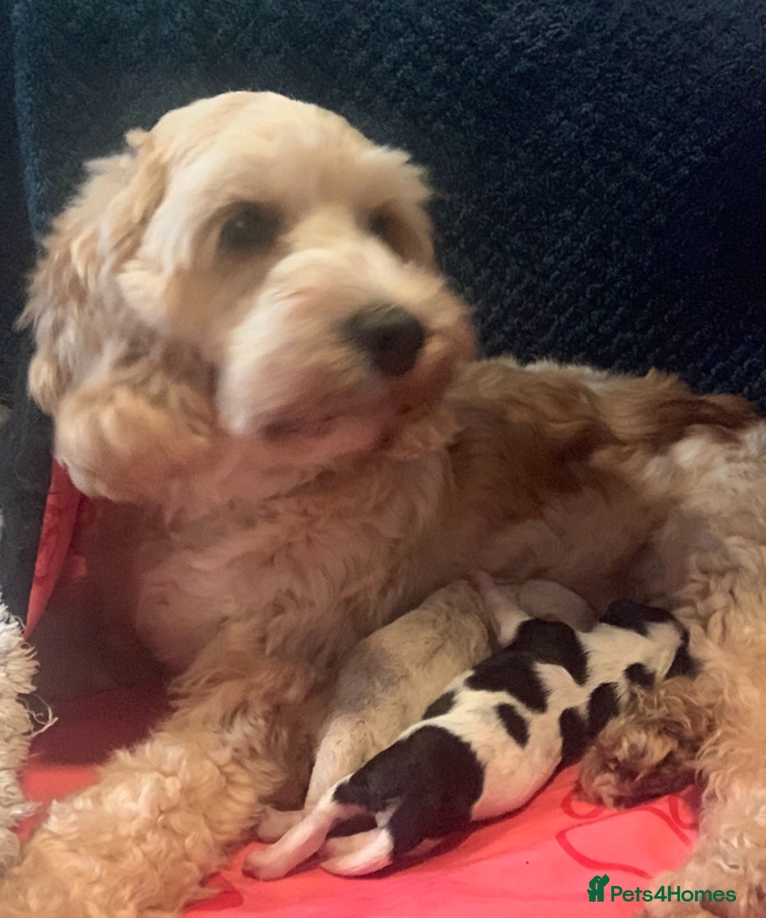 Cockapoo dogs for sale: Toy Cockapoo Boys  - Image 3