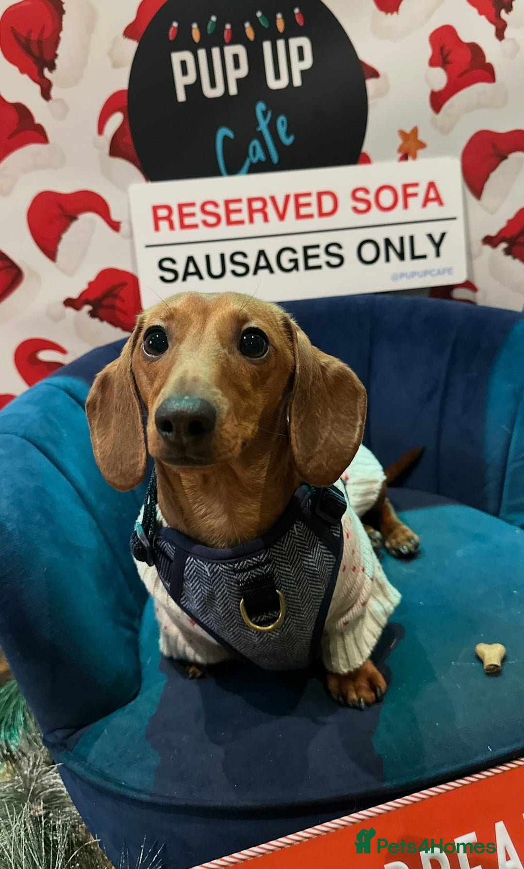 Miniature Dachshund dogs for sale: Puppies due 2nd Jan 2026 - Advert 7