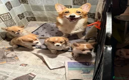Welsh Corgi Pembroke dogs for sale: Uniquee Corgi - Image 6