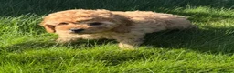 Cavapoochon dogs for sale: F1b Cavapoochon Puppies - Advert 12