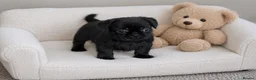 Mixed Breed dogs for sale: French bulldog Shih Tzu  - Advert 5