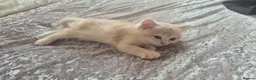 British Shorthair cats for sale: The Tik Tok Party kittens  in Holsworthy - Advert 7