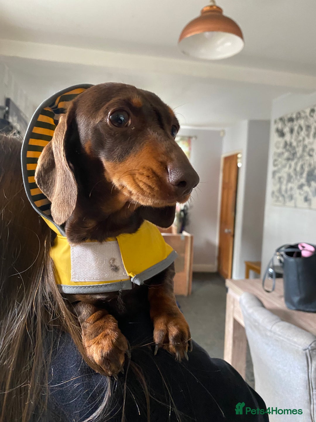 Miniature Dachshund dogs for sale: KC registered**Chocolate and tan**mini dachshunds  - Advert 2