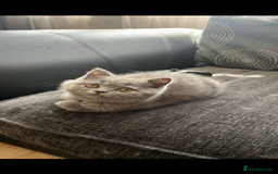 British Shorthair cats for sale: Full British shorthair kittens  - Image 11