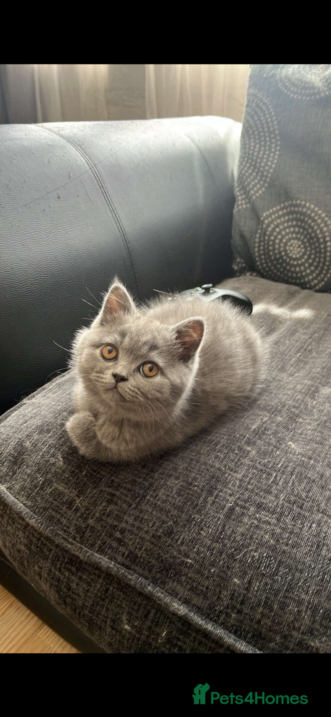 British Shorthair cats for sale: Full British shorthair kittens  - Image 11
