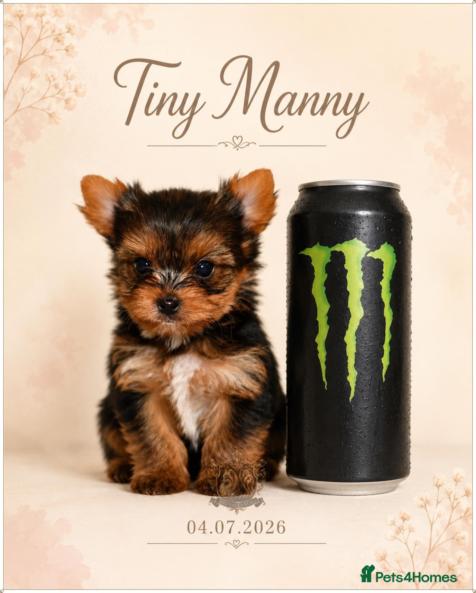 Yorkshire Terrier dogs MINIATURE BLUE EYE BLUEBERRY MERLE DNA TESTED - Advert 8