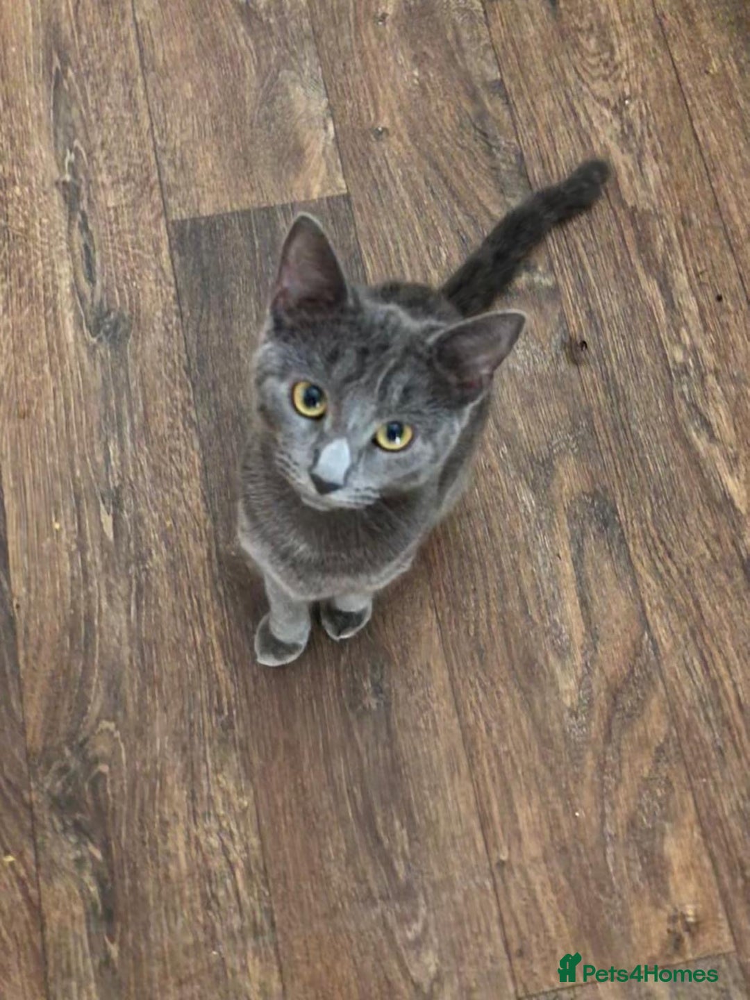 Russian Blue cats for sale: Mixed breed grey kitten (Russian blue)  - Image 2