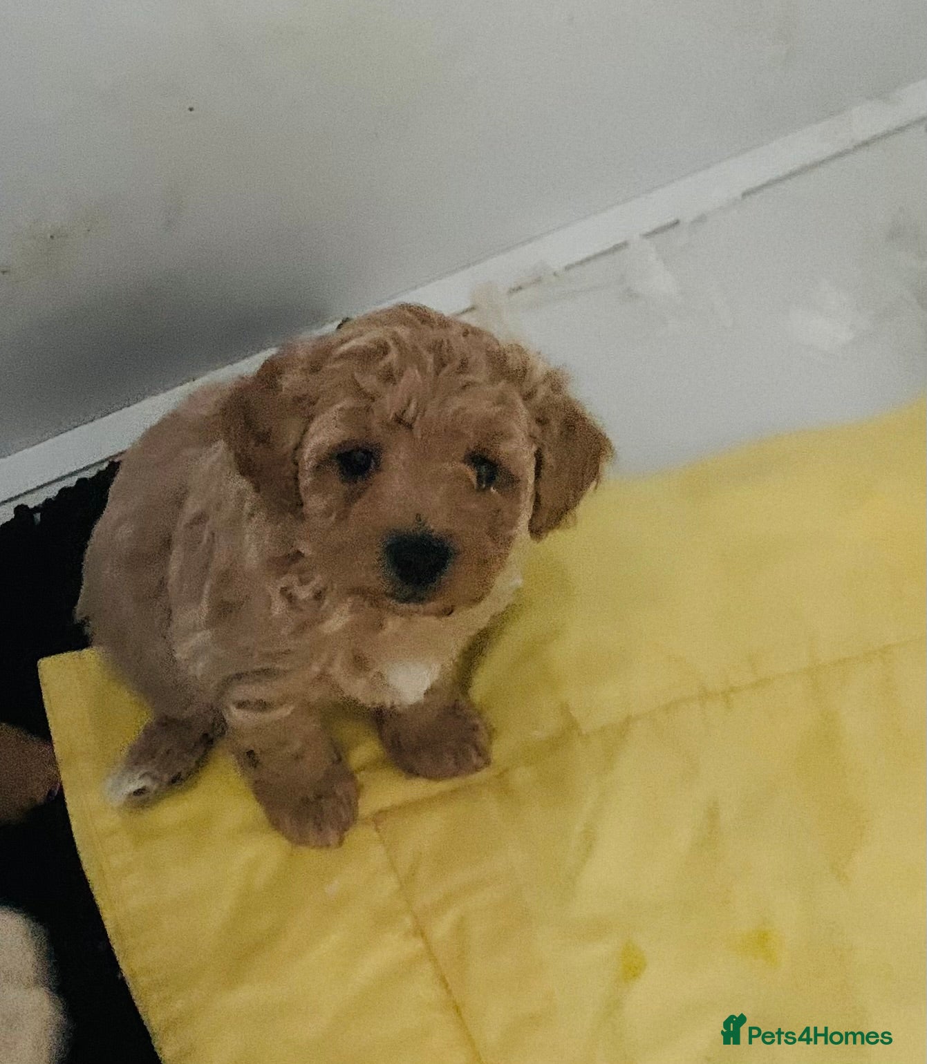 Poochon dogs for sale: Outstanding Poochon puppies  - Advert 4