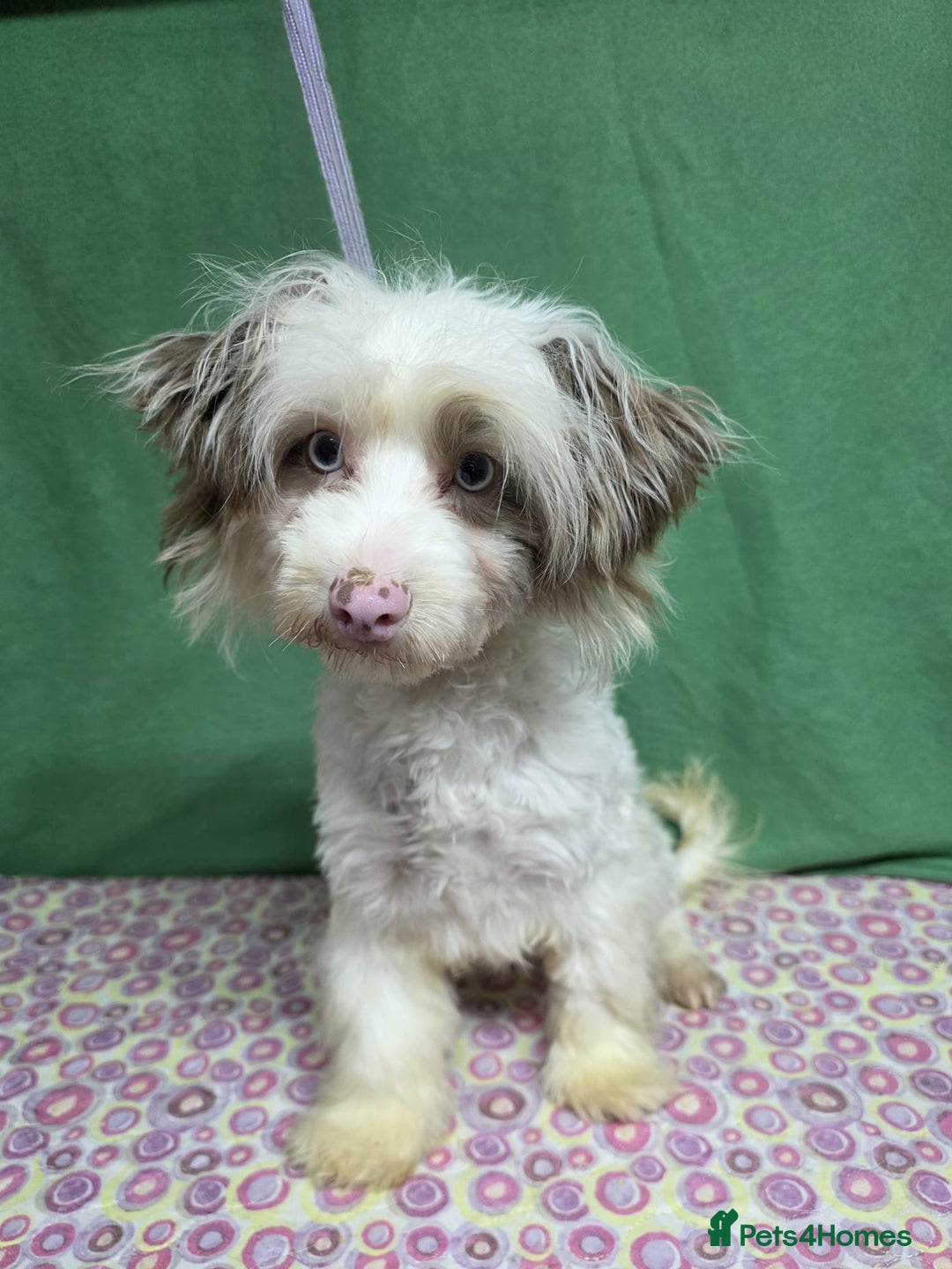 Yorkiepoo dogs for adoption: OLLIE – Yorkipoo (Male) - Advert 1