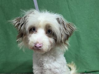 Yorkiepoo dogs OLLIE – Yorkipoo (Male) - Advert 13