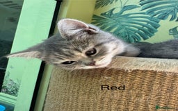 Scottish Fold cats for sale: Scottish fold/ Scottish striaght kittens  - Image 3